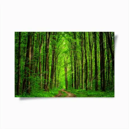 Póster bosque esmeralda con sendero entre árboles – Pixers®