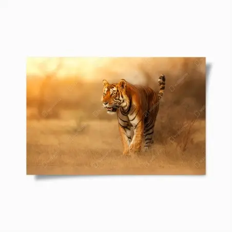Póster tigre en la luz dorada del atardecer – Pixers®