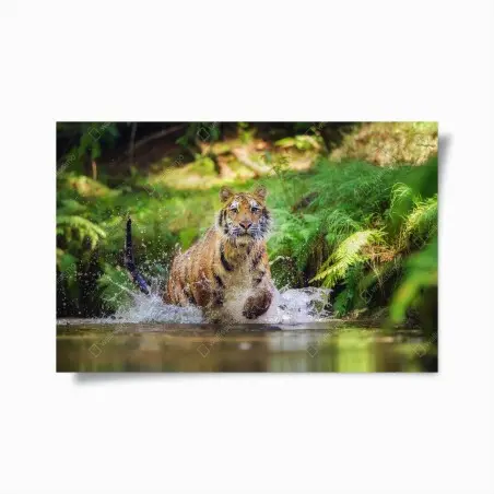 Póster tigre en movimiento entre agua y bosque – Pixers®