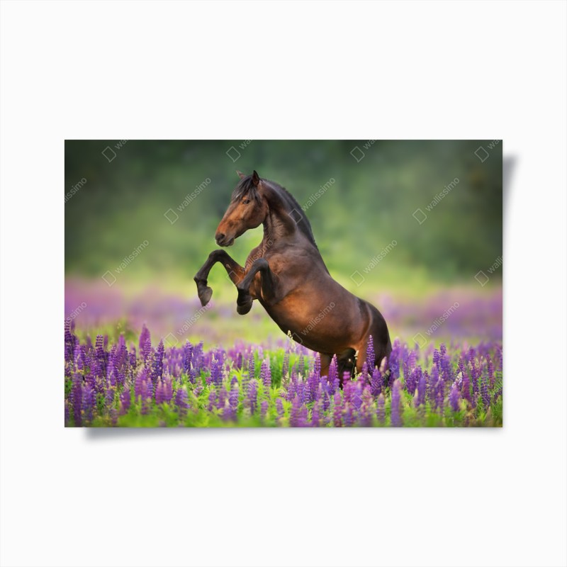Póster semental castaño entre lupinos
