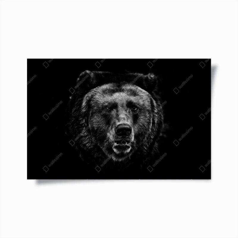 Póster rostro de oso pardo en blanco y negro