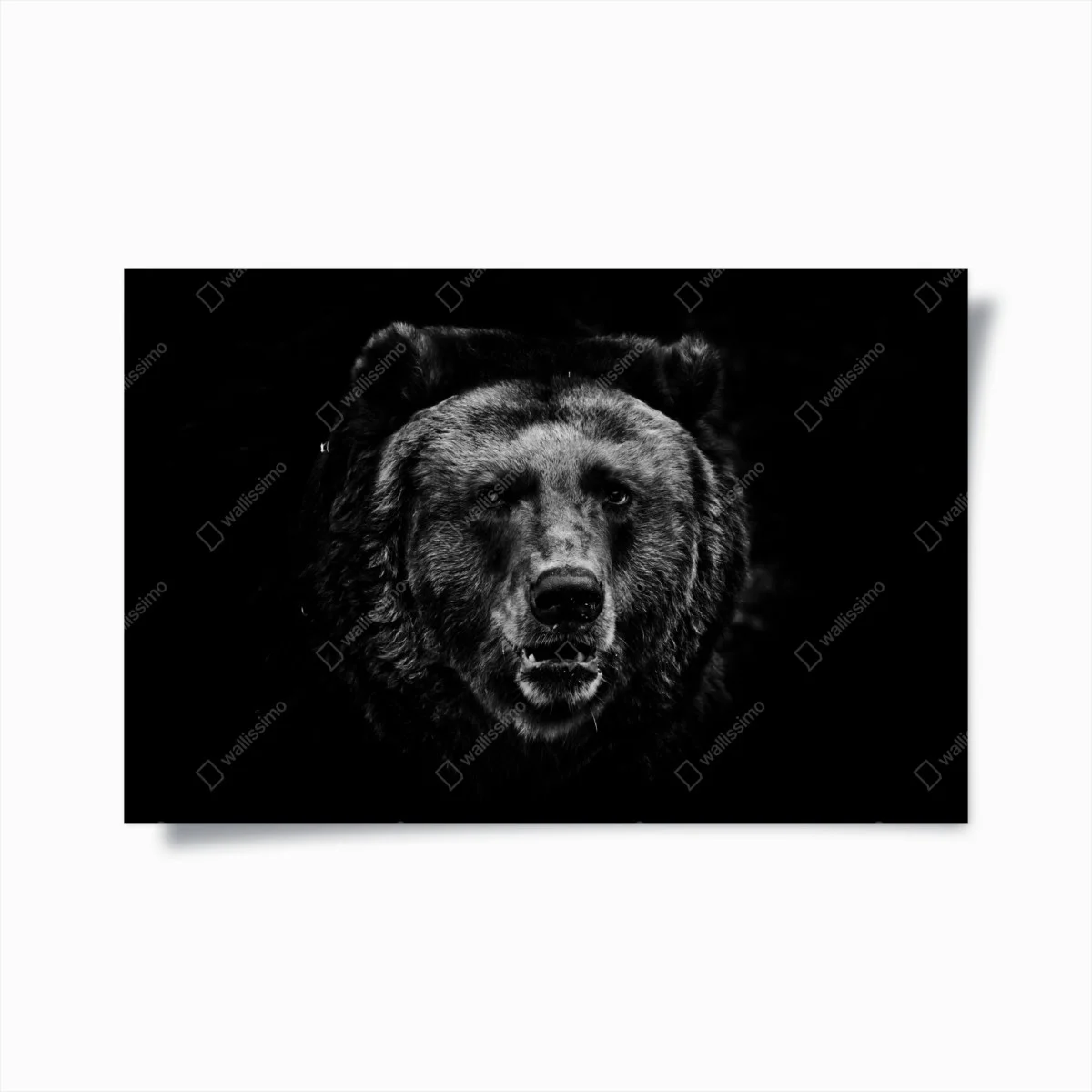 Póster rostro de oso pardo en blanco y negro – Pixers® Póster rostro de oso pardo en blanco y negro – Pixers®