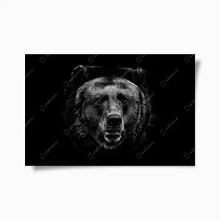 Póster rostro de oso pardo en blanco y negro – Pixers®