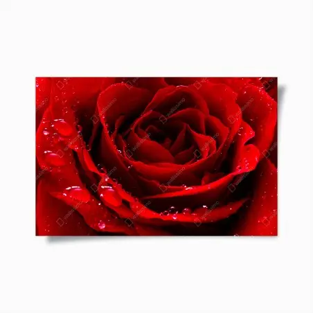 Póster rosa roja en primer plano con gotas de rocío – Pixers®