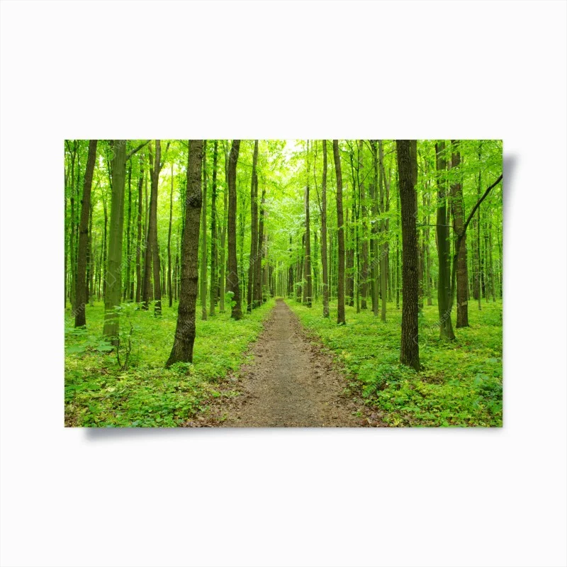Póster sendero verde en bosque primaveral