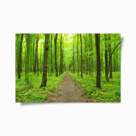 Póster sendero verde en bosque primaveral – Pixers®