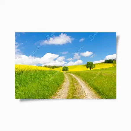 Póster camino entre prados amarillos y cielo azul – Pixers®