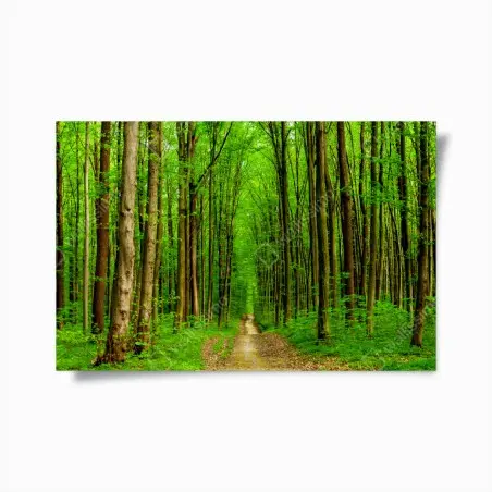 Póster sendero entre árboles en bosque primaveral – Pixers®
