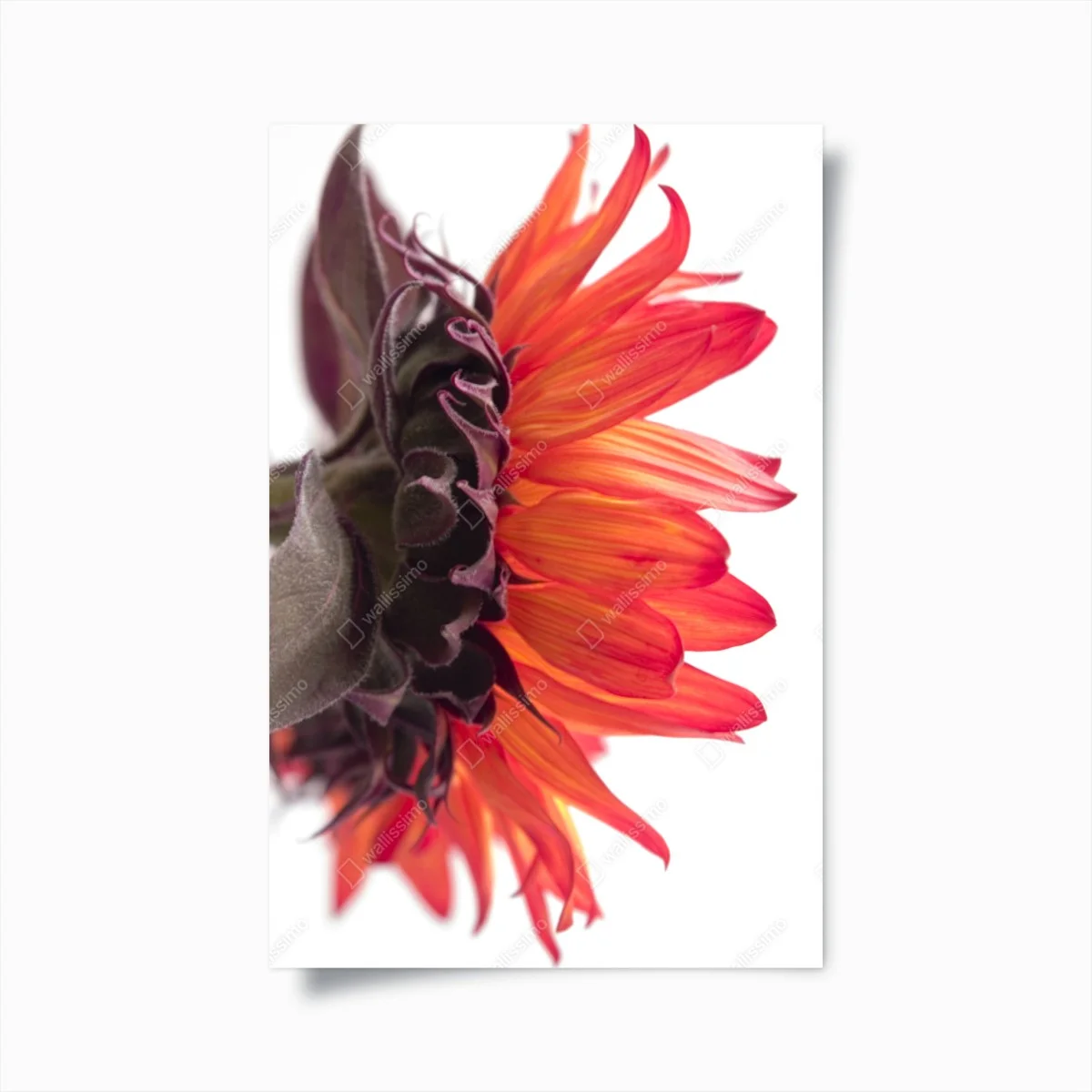 Póster girasol rojo en primer plano sobre fondo blanco – Pixers® Póster girasol rojo en primer plano sobre fondo blanco – Pixers®