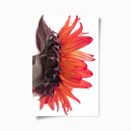 Póster girasol rojo en primer plano sobre fondo blanco – Pixers®