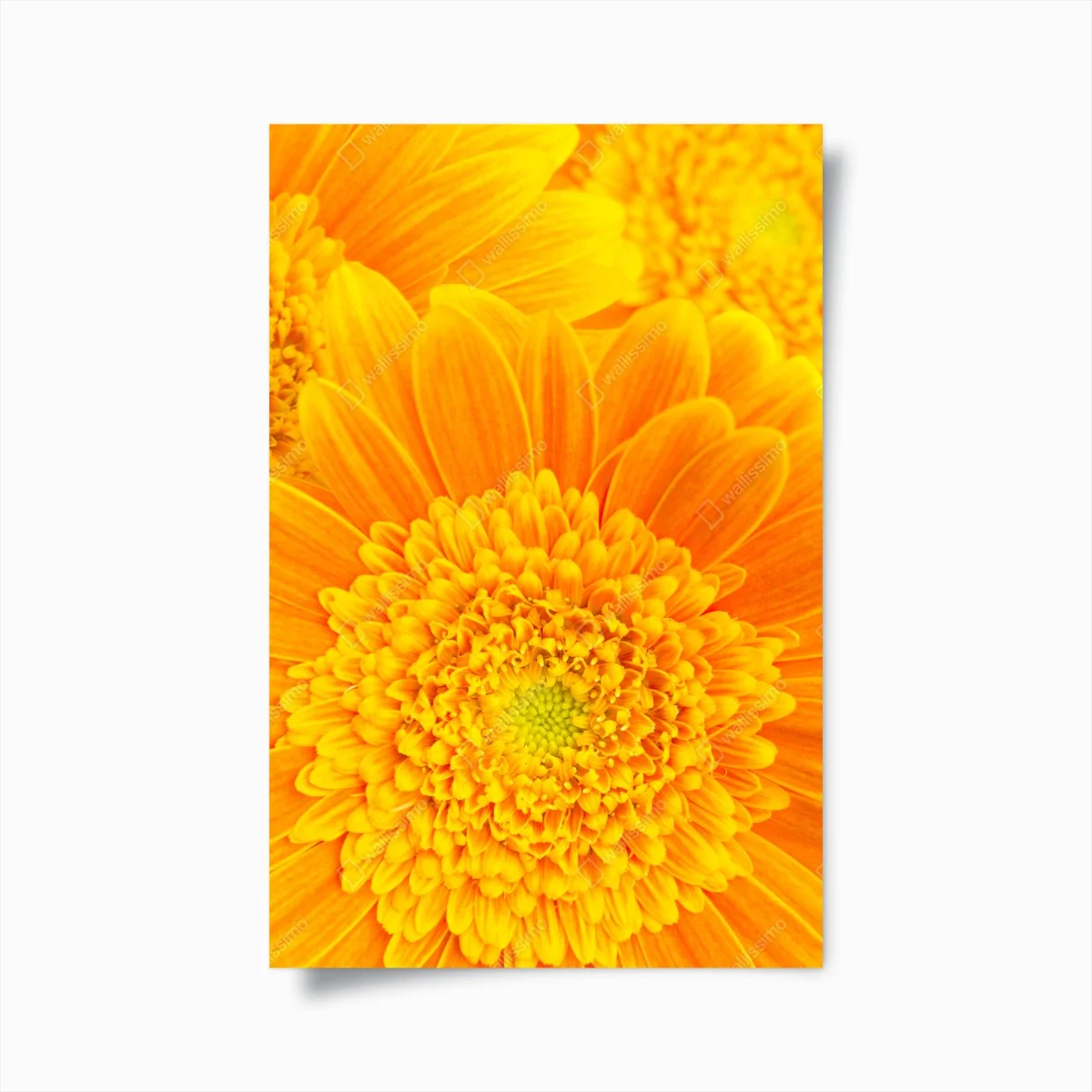 Póster estallido de color: gerberas naranjas en primer plano – Pixers® Póster estallido de color: gerberas naranjas en primer plano – Pixers®