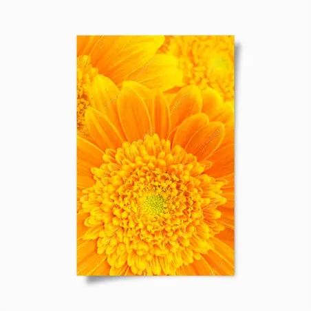 Póster estallido de color: gerberas naranjas en primer plano – Pixers®
