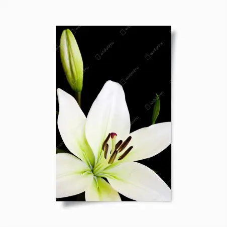 Póster lirio blanco elegante sobre fondo negro – Pixers®