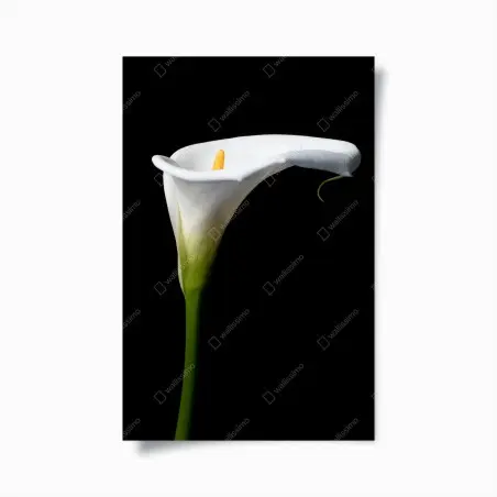Póster cala blanca minimalista sobre fondo negro – Pixers®