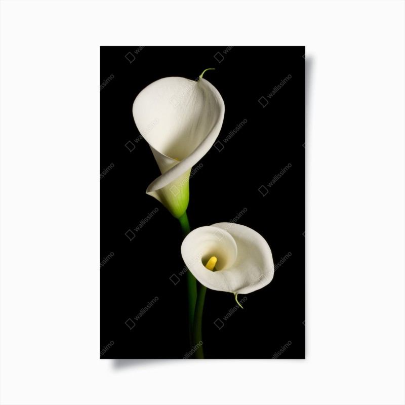 Póster elegancia de calas blancas