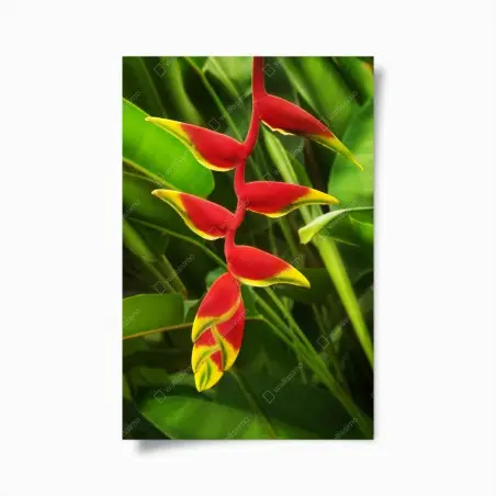 Póster heliconia roja y amarilla sobre follaje tropical – Pixers®