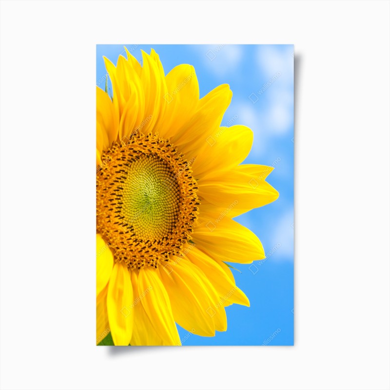 Póster girasol brillante contra cielo azul
