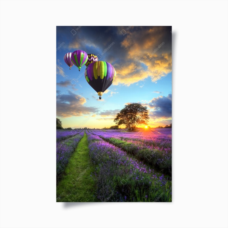 Póster puesta de sol sobre campos de lavanda y globos aerostáticos
