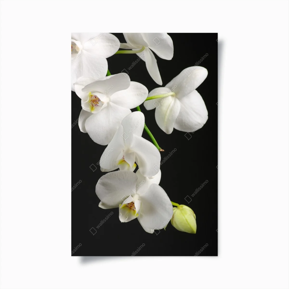 Póster orquídeas blancas sobre fondo negro – Pixers® Póster orquídeas blancas sobre fondo negro – Pixers®