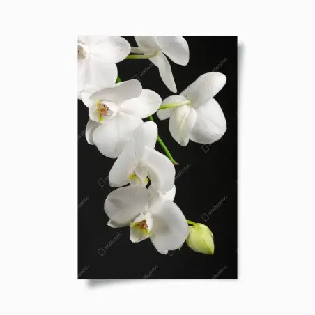 Póster orquídeas blancas sobre fondo negro – Pixers®