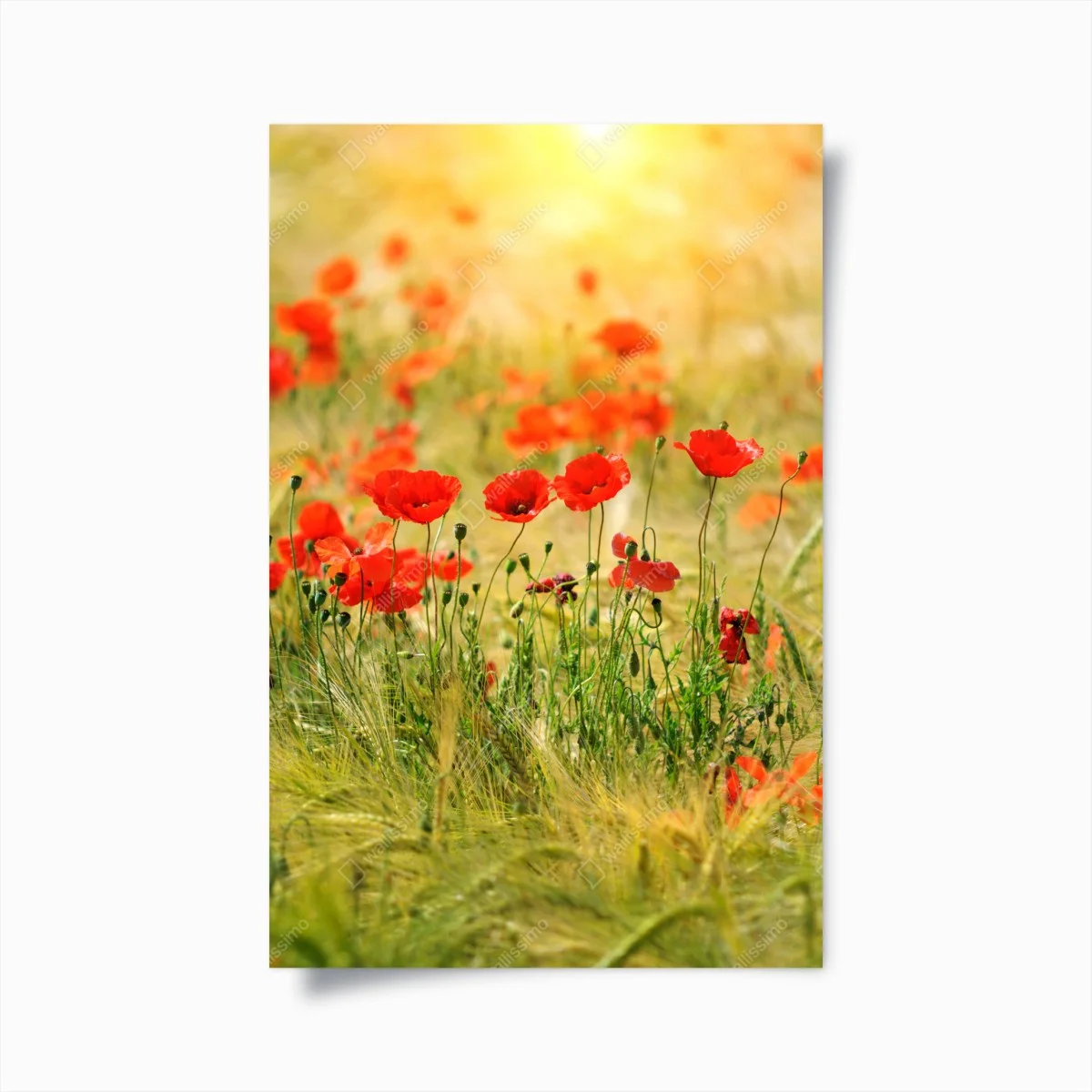 Póster campo de amapolas al amanecer – Pixers® Póster campo de amapolas al amanecer – Pixers®