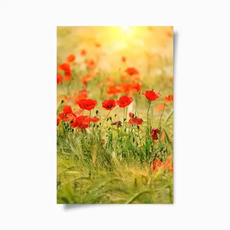 Póster campo de amapolas al amanecer – Pixers®