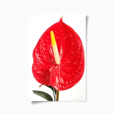 Póster anturio rojo tropical para decoración de interiores – Pixers®