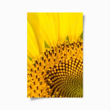 Póster girasol en primer plano – Pixers®