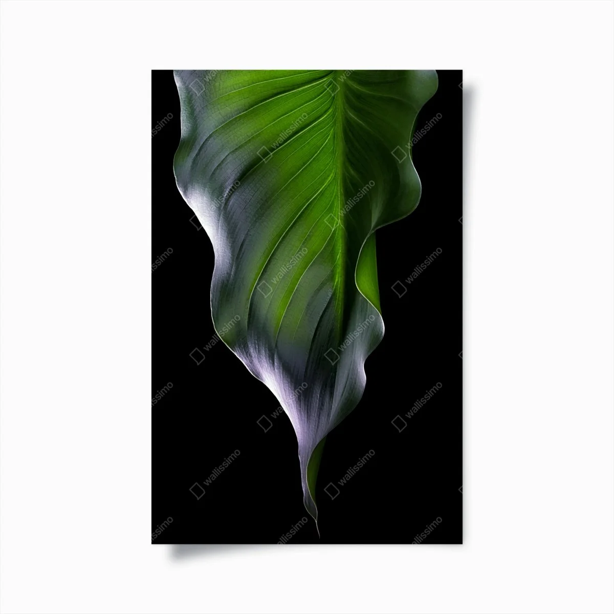 Póster hoja verde en contraste dramático – Pixers® Póster hoja verde en contraste dramático – Pixers®