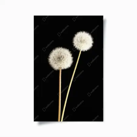 Póster elegancia efímera de dientes de león sobre fondo negro – Pixers®