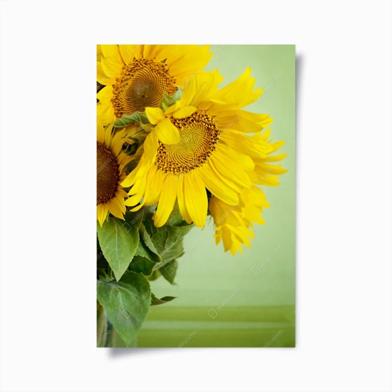 Póster girasoles luminosos sobre fondo verde