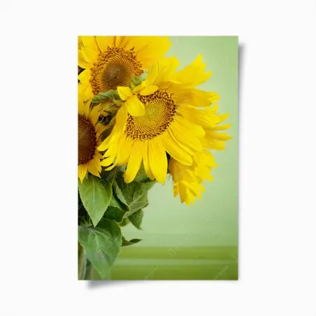 Póster girasoles luminosos sobre fondo verde – Pixers®