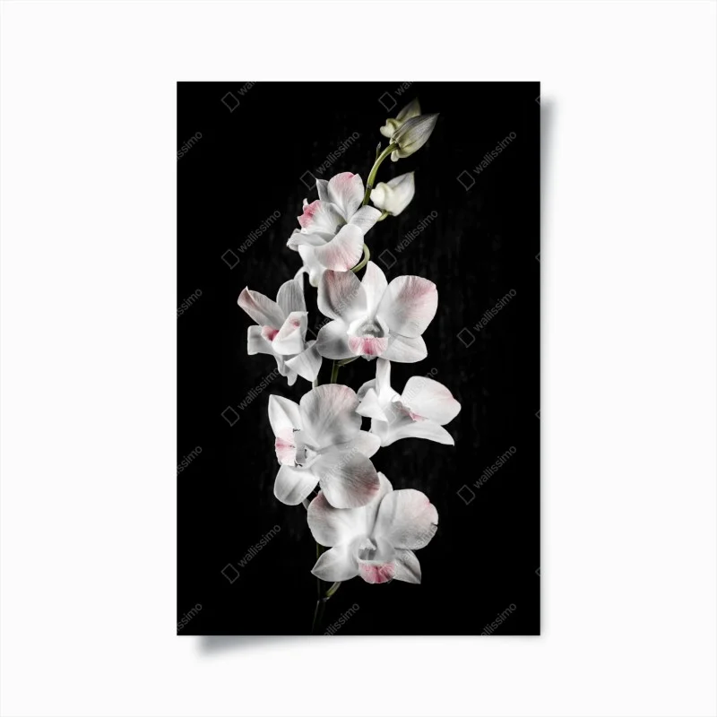 Póster orquídeas blancas con toques rosados sobre fondo negro