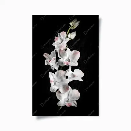 Póster orquídeas blancas con toques rosados sobre fondo negro – Pixers®