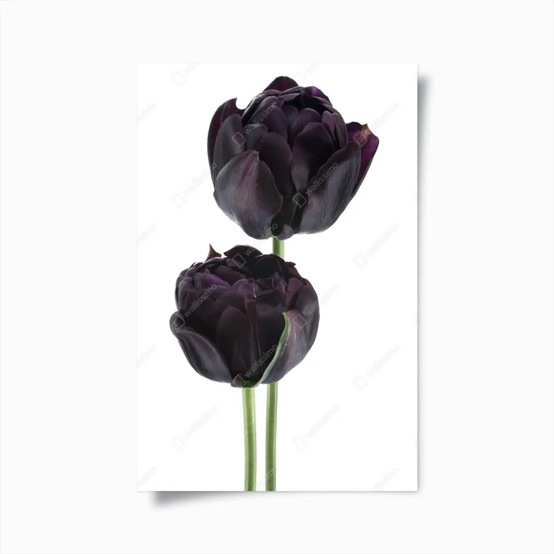 Póster tulipanes negros sobre fondo blanco
