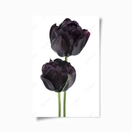 Póster tulipanes negros sobre fondo blanco – Pixers®