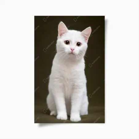 Póster retrato tierno de gato blanco con mirada curiosa – Pixers®