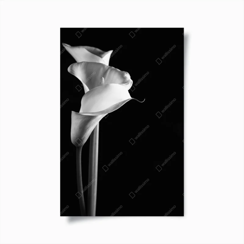 Póster elegancia de calas en blanco y negro