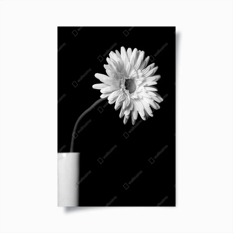 Póster margarita solitaria en alto contraste monocromo