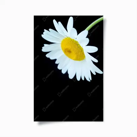 Póster margarita en primer plano sobre fondo negro – Pixers®