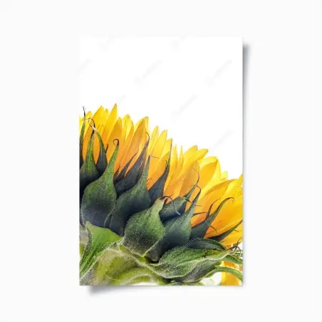 Póster girasol en primer plano sobre fondo blanco – Pixers®