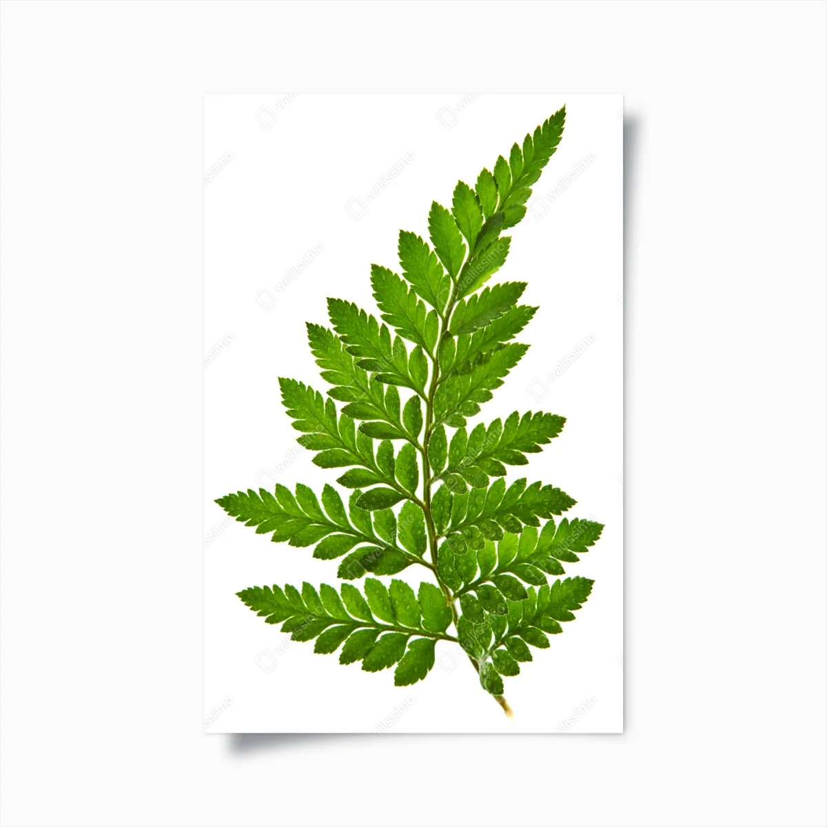 Póster helecho verde sobre fondo blanco – Pixers® Póster helecho verde sobre fondo blanco – Pixers®
