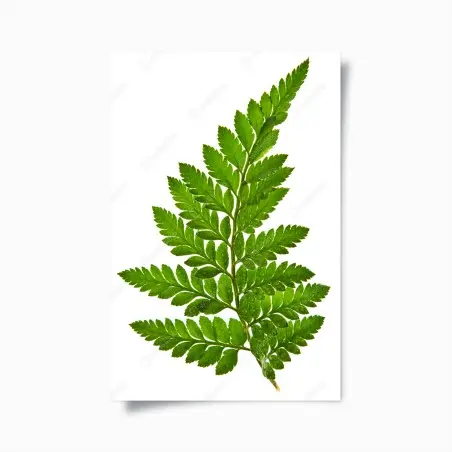 Póster helecho verde sobre fondo blanco – Pixers®