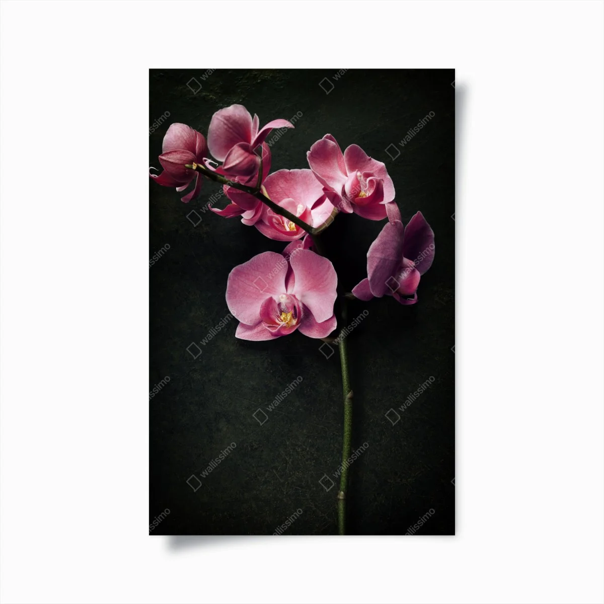 Póster orquídea rosa sobre fondo vintage – Pixers® Póster orquídea rosa sobre fondo vintage – Pixers®