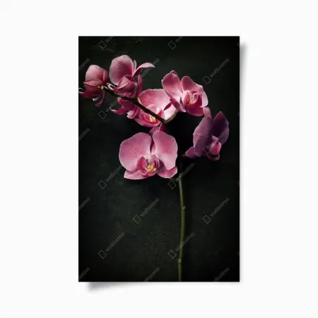 Póster orquídea rosa sobre fondo vintage – Pixers®