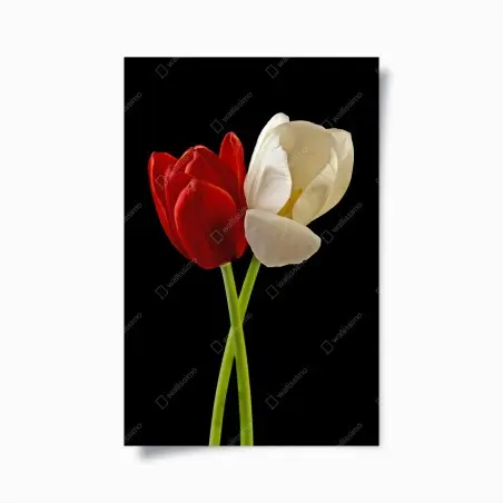 Póster tulipanes entrelazados sobre fondo negro – Pixers®