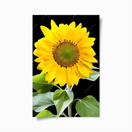 Póster girasol dorado sobre fondo negro – Pixers®