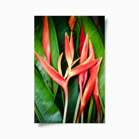 Póster composición tropical de heliconias rojas – Pixers®