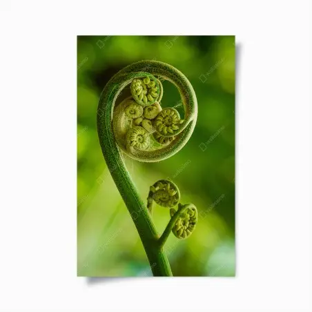 Póster espiral de helecho en crecimiento – Pixers®