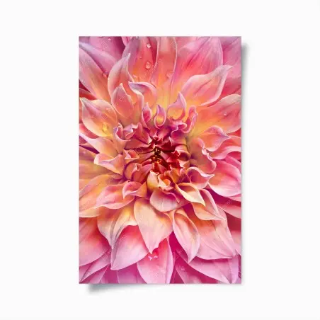 Póster dalia rosa y melocotón en primer plano – Pixers®